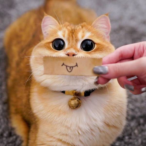 Кот с нарисованной улыбкой