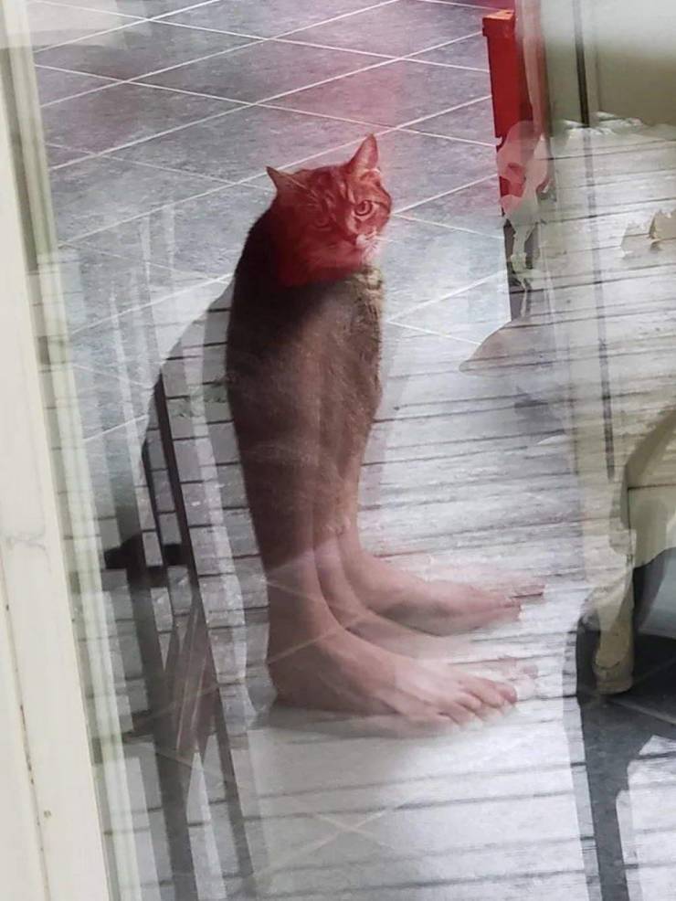 Кот с человеческими ногами