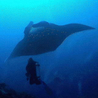 Огромный скат под водой