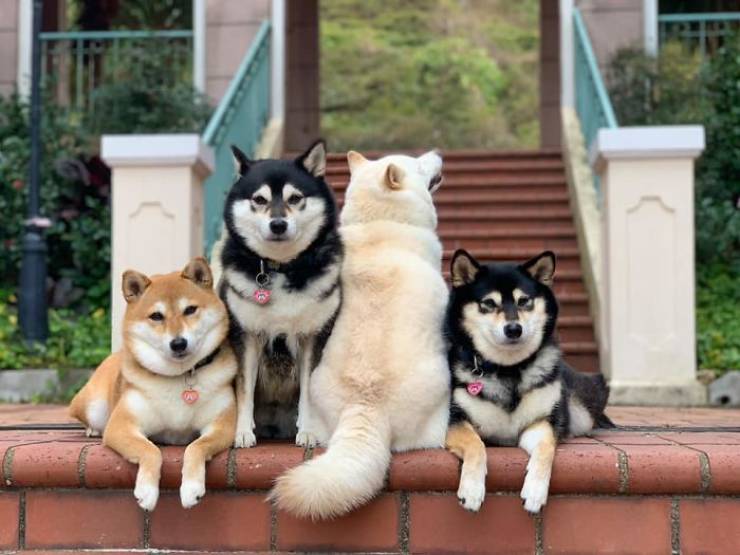 Четыре собаки