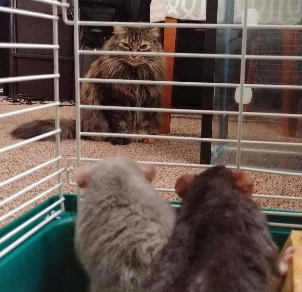 Кот следит за хомяками