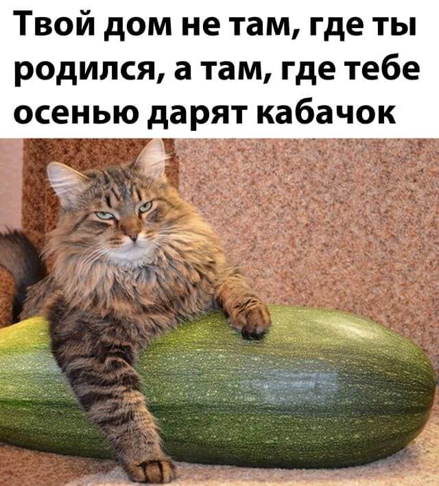 Шутка про кабачок