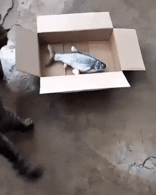 Кот и рыба в коробке