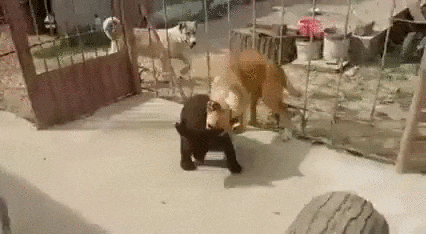 Собака против медведя