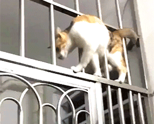Кот ходит по решетке в подъезде