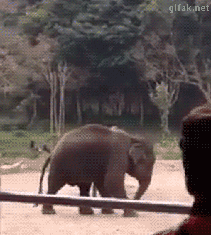 Слон играет в футбол