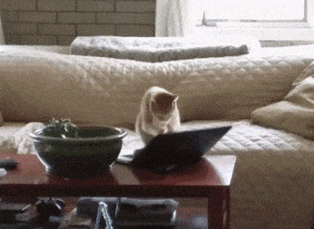 Кот бьет монитор ноутбука