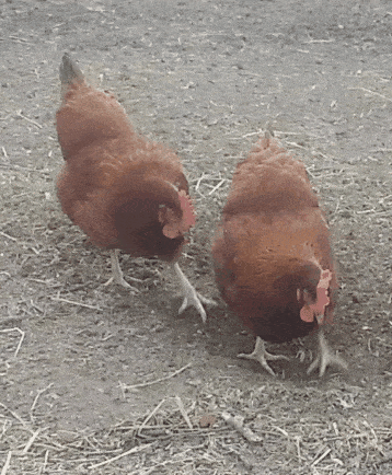Курицы синхронно копают землю