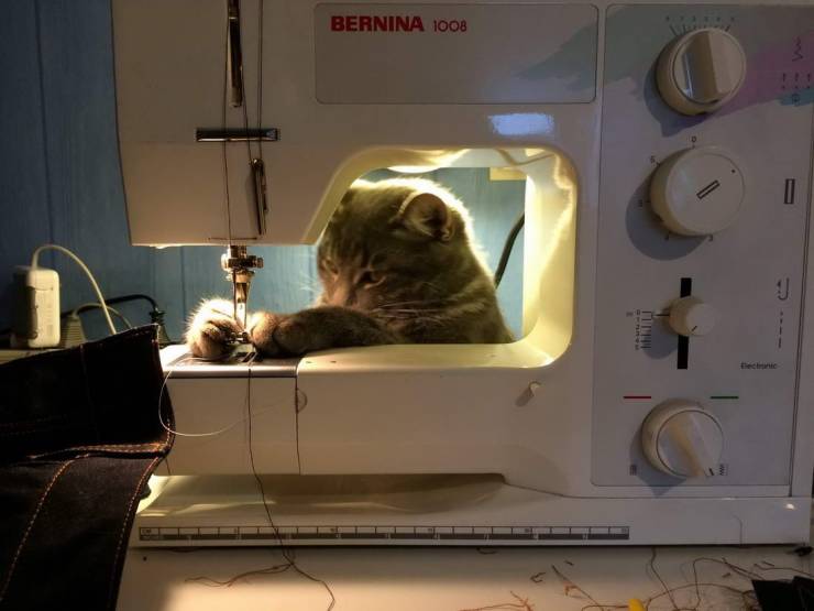 Кот за швейной машинкой