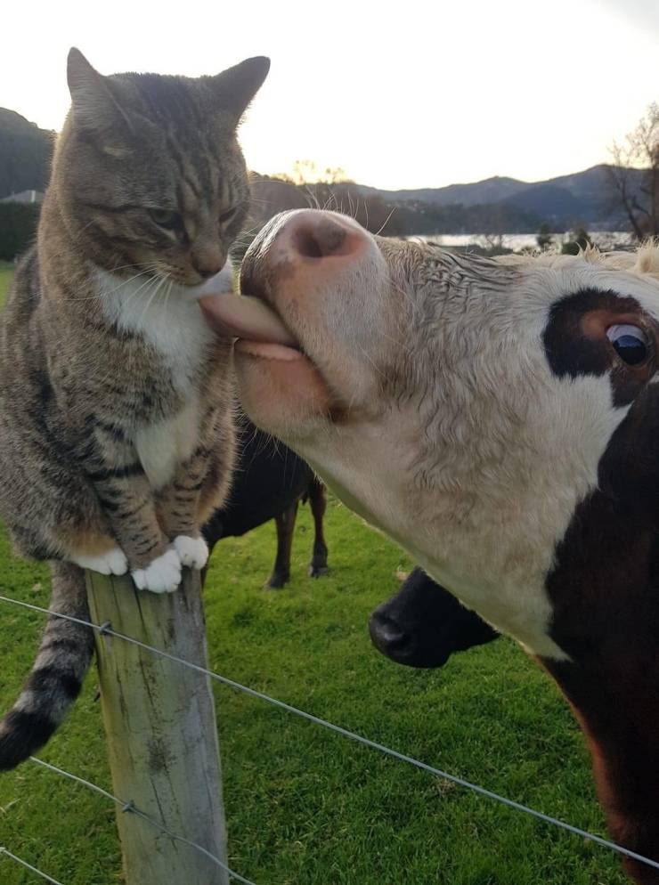Кот и корова