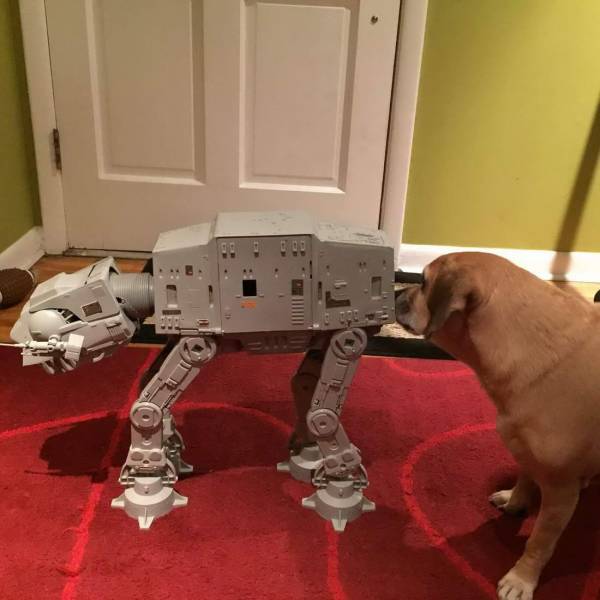 Собаки и робот из Звездных войн