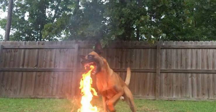 Собака и огонь