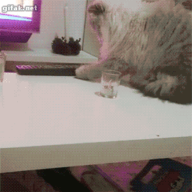 Кот сбрасывает предметы со стола