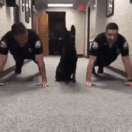 Тренировка со служебной собакой