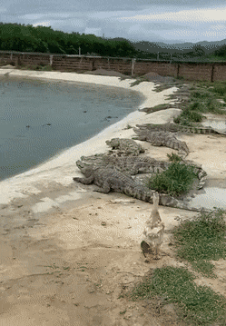 Везучая утка и крокодилы