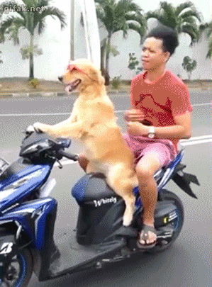 Собака на скутере