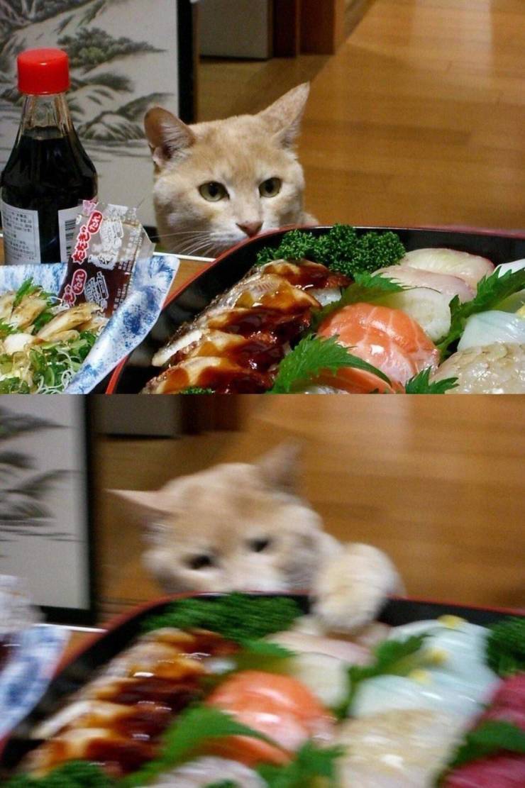 Кот ворует суши со стола