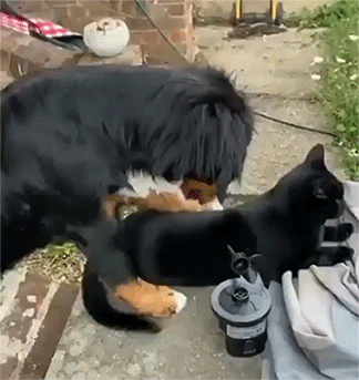 Собака гладит кота