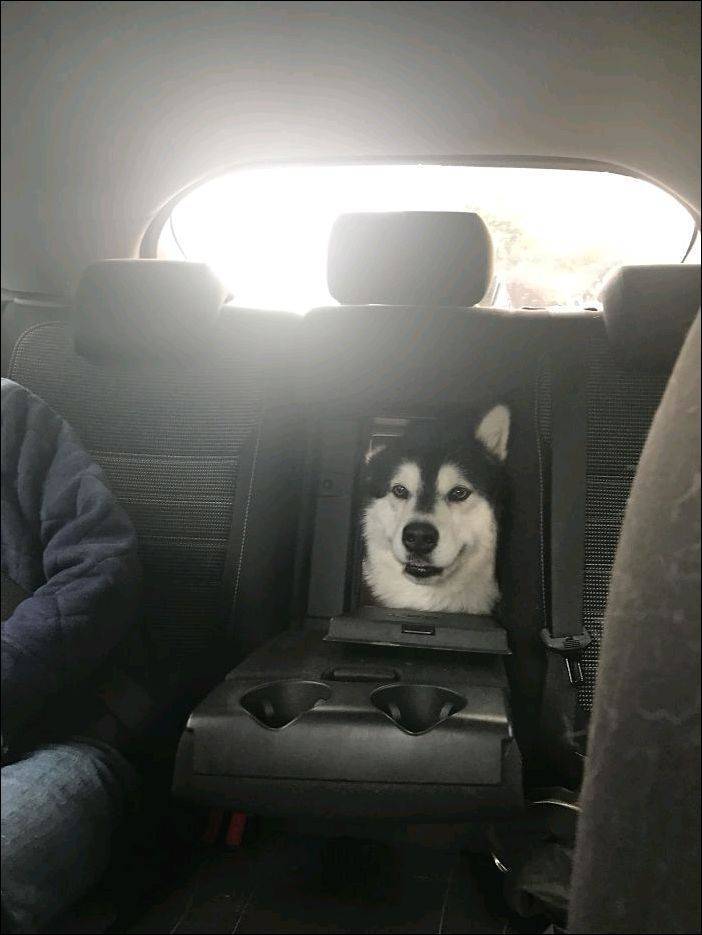 Собака в машине