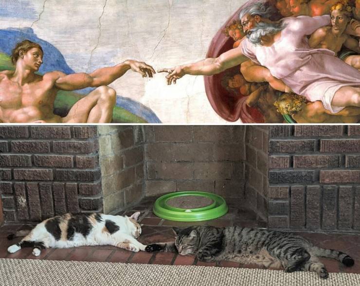 Два кота