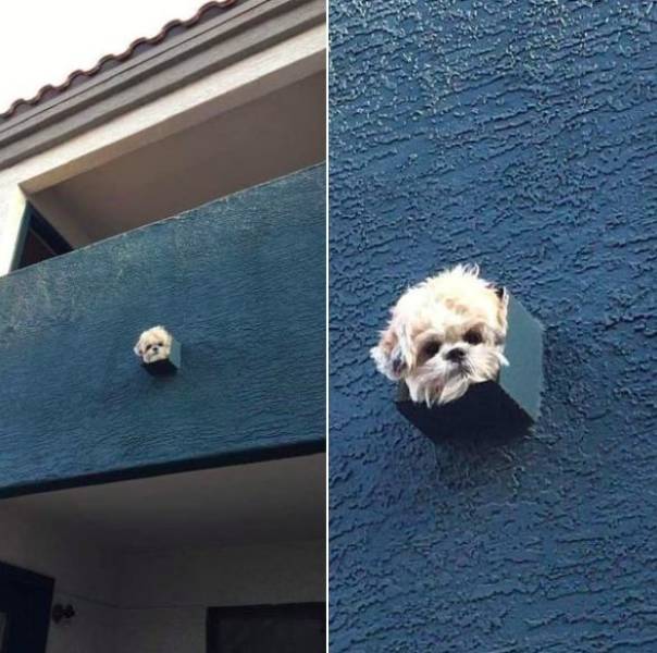 Собака на балконе