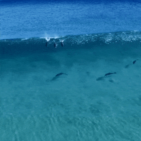 Дельфины резвятся на волнах