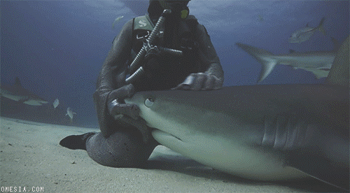 Погладил акулу под водой