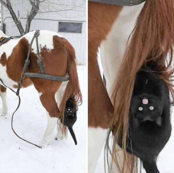 Кот и лошадь