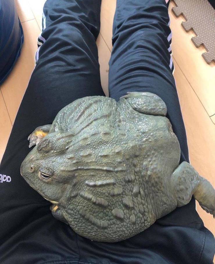 Огромная жаба