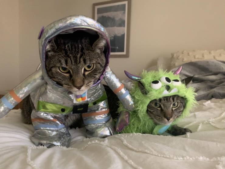 Коты в костюмах