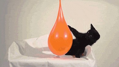 Кот и шарик с водой