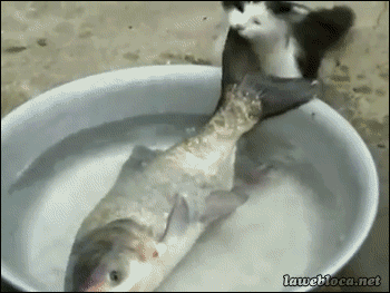 Кот и большая рыба