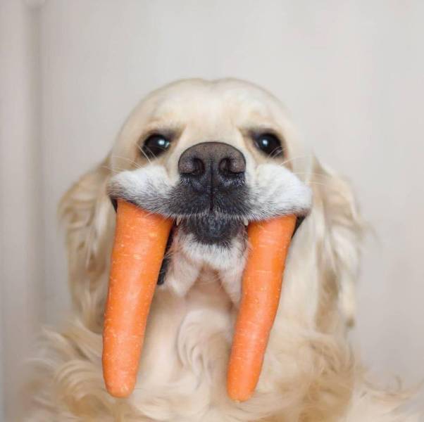 Собака с клыками из морковки