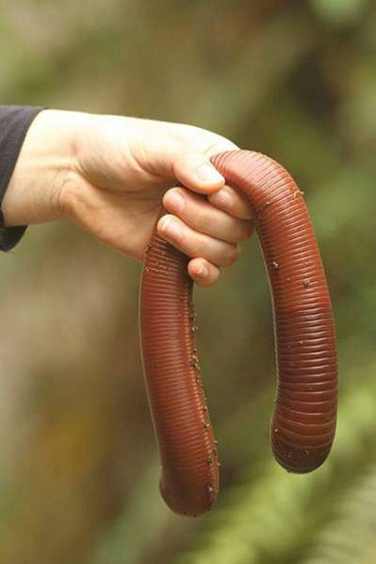 Огромный червь