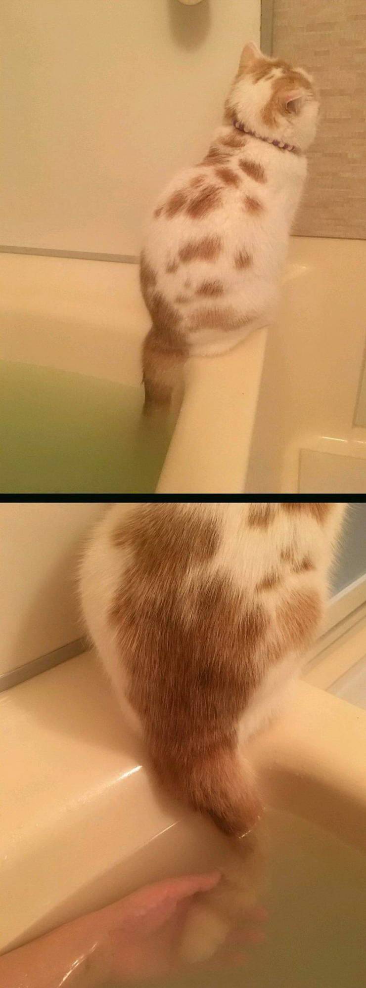 Кот сидит на ванне