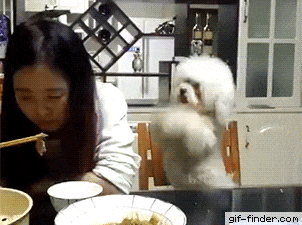 Собака просит еду