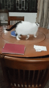 Кот крутится на столе