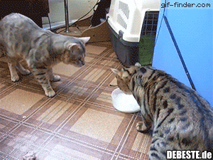 Коты двигают миску с едой