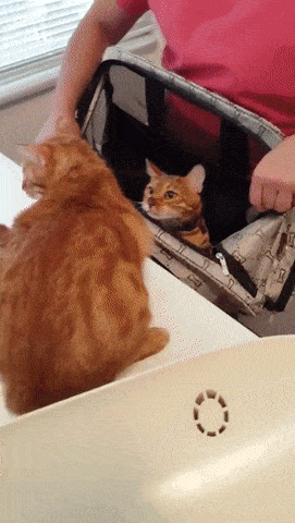 Коты в сумке