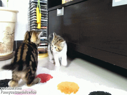 Два воинственных котенка