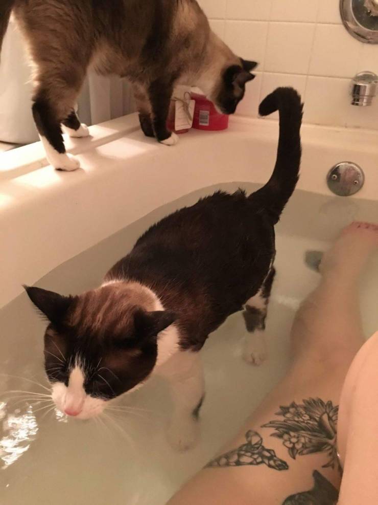Коты в ванне