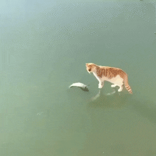 Кот на замерзшем озере