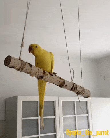 Самоликвидация попугая
