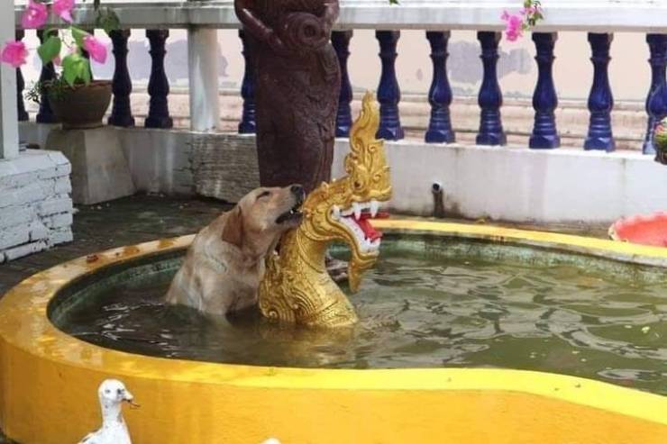 Собака и дракон в бассейне