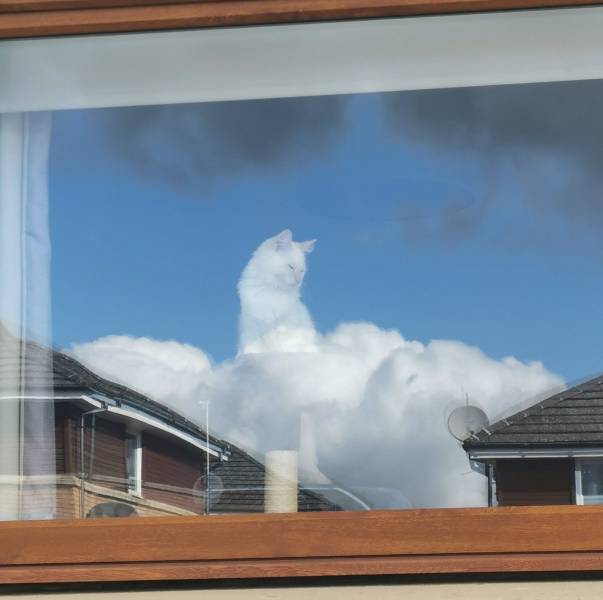 Белый кот на облаке