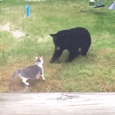 Кот прогнал медведя