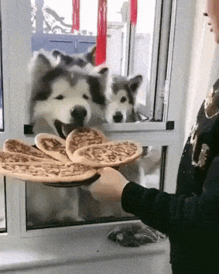 Собака и пиццы