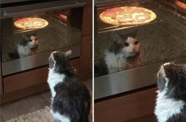 Кот следит за пиццей в духовке