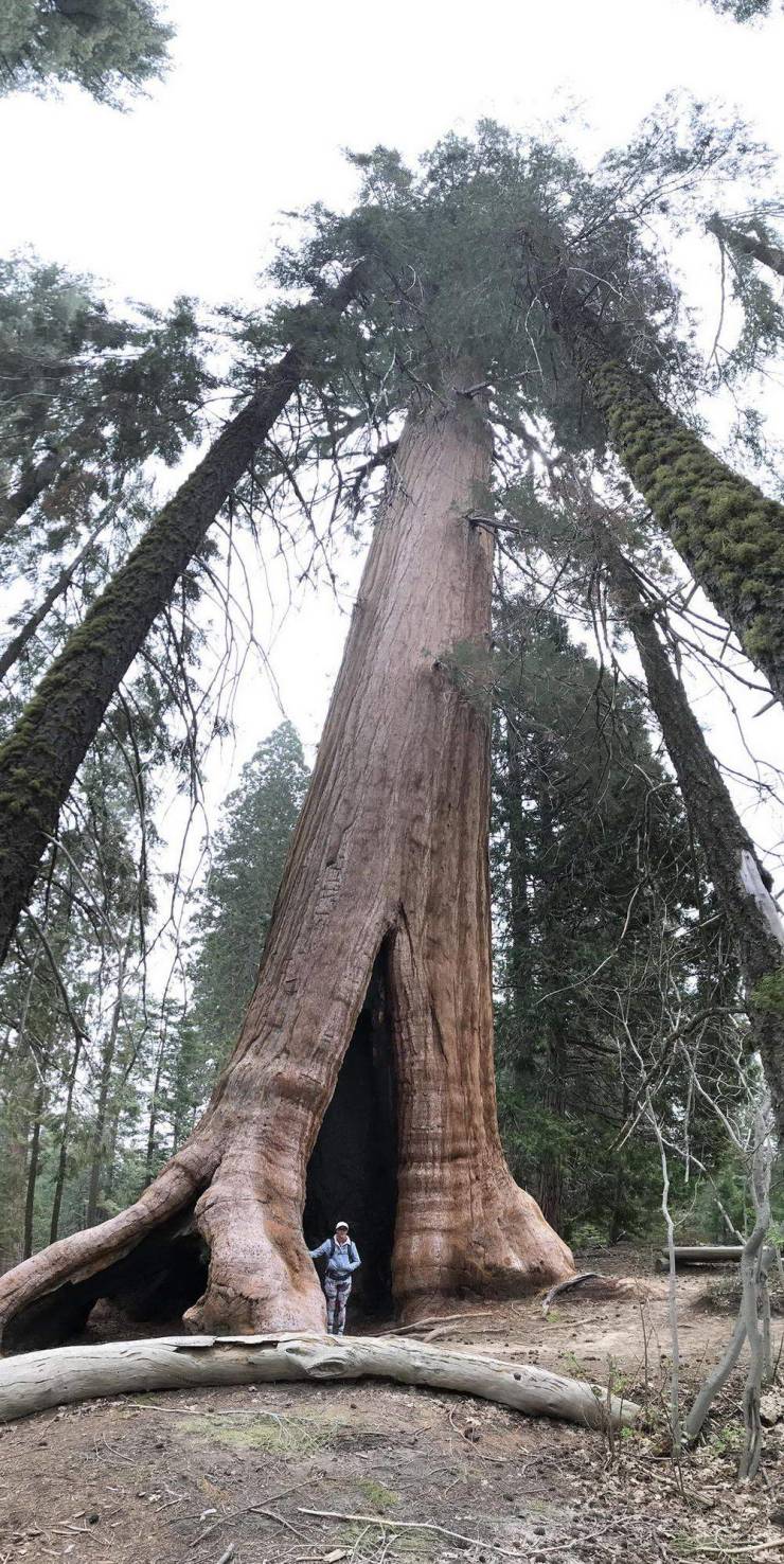 Огромное дерево