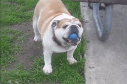 Бульдог играет с мячиком